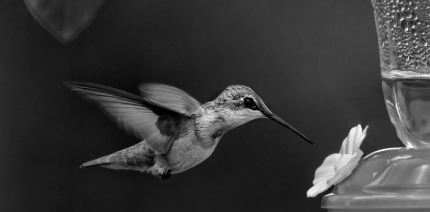 How to attract hummingbirds to the landscape