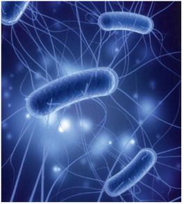 E. Coli found in Slick water supply; Bristow water confirmed safe