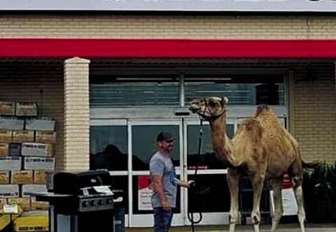 On Friday, Poppy, a 10 year old camel, paid a visit to the Kindergarten class then stopped in at Tractor Supply to get a few goodies. Poppy is a member of Junod Acres. courtesy photo